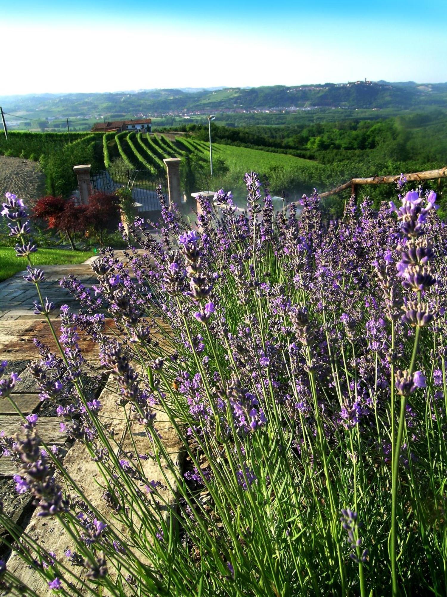 Villa Bricco Dei Cogni La Morra Exterior foto